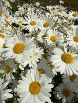 Oxeye Daisy - Dandys Landscape Supplies