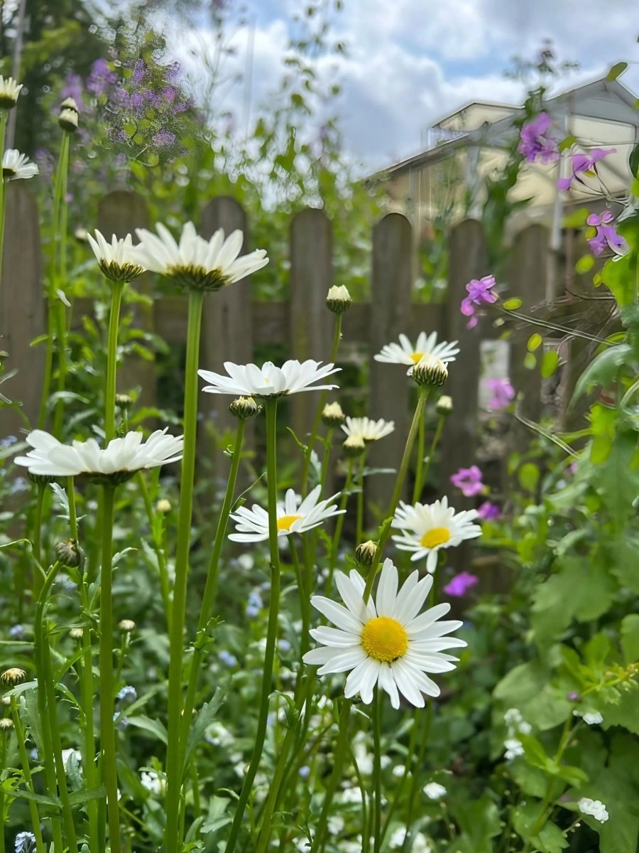 Oxeye Daisy - Dandys Landscape Supplies