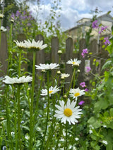 Oxeye Daisy - Dandys Landscape Supplies