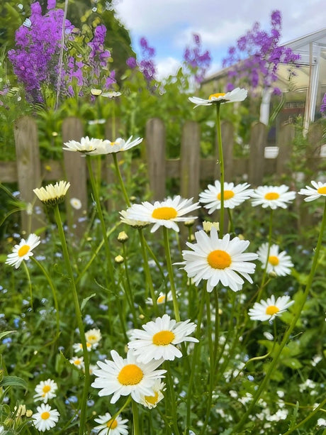 Oxeye Daisy - Dandys Landscape Supplies