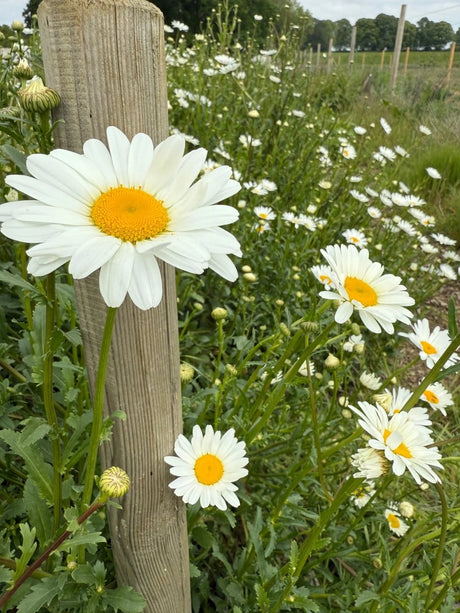 Oxeye Daisy - Dandys Landscape Supplies