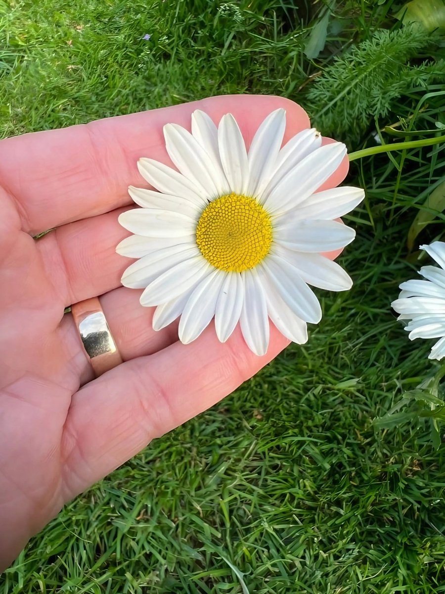 Oxeye Daisy - Dandys Landscape Supplies