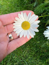 Oxeye Daisy - Dandys Landscape Supplies