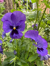 Pansy Swiss Giant Ullswater Deep Blue Seeds - Dandys Landscape Supplies