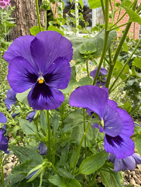 Pansy Swiss Giant Ullswater Deep Blue Seeds - Dandys Landscape Supplies