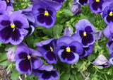 Pansy Swiss Giant Ullswater Deep Blue Seeds - Dandys Landscape Supplies