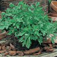 Parsley Herb Seeds - Plain leaved 2 - Dandys Landscape Supplies