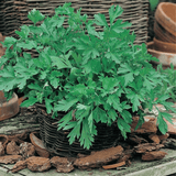 Parsley Herb Seeds - Plain leaved 2 - Dandys Landscape Supplies