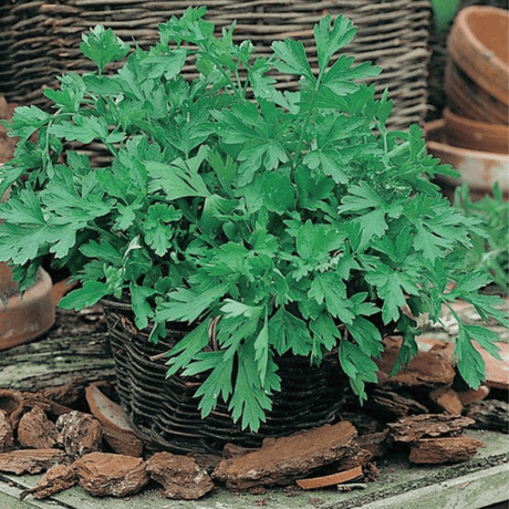 Parsley Herb Seeds - Plain leaved 2 - Dandys Landscape Supplies