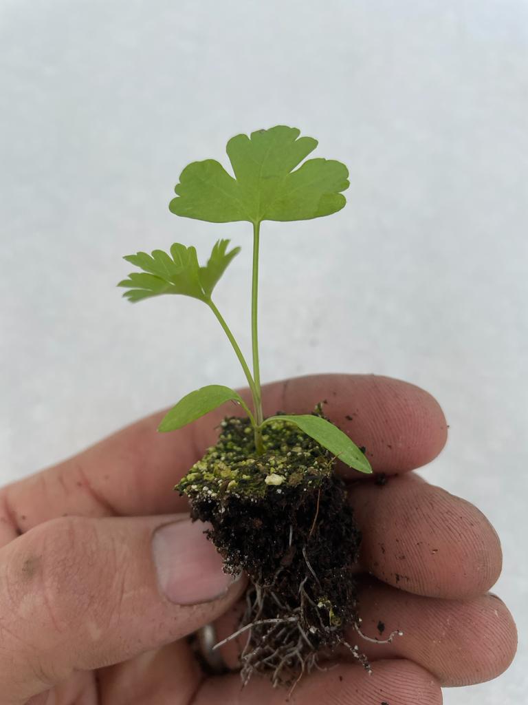 Parsley Plug Plants Flat & Curly leaf "Grow Your Own" Herbs 'Ready to Plant Now' Young Herb Plants **Letterbox Friendly** - Dandys Landscape Supplies