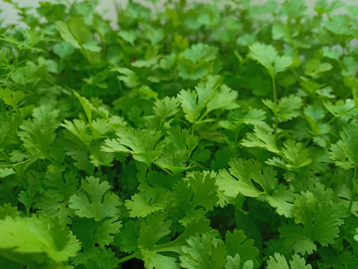 Parsley Plug Plants Flat & Curly leaf "Grow Your Own" Herbs 'Ready to Plant Now' Young Herb Plants **Letterbox Friendly** - Dandys Landscape Supplies