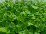 Parsley Plug Plants Flat & Curly leaf "Grow Your Own" Herbs 'Ready to Plant Now' Young Herb Plants **Letterbox Friendly** - Dandys Landscape Supplies