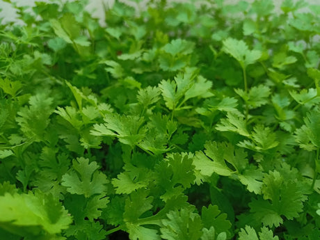 Parsley Plug Plants Flat & Curly leaf "Grow Your Own" Herbs 'Ready to Plant Now' Young Herb Plants **Letterbox Friendly** - Dandys Landscape Supplies