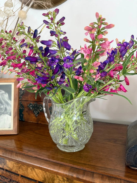Penstemon Cambridge Mix Seeds - Dandys Landscape Supplies