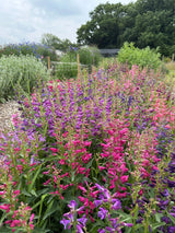 Penstemon Cambridge Mix Seeds - Dandys Landscape Supplies