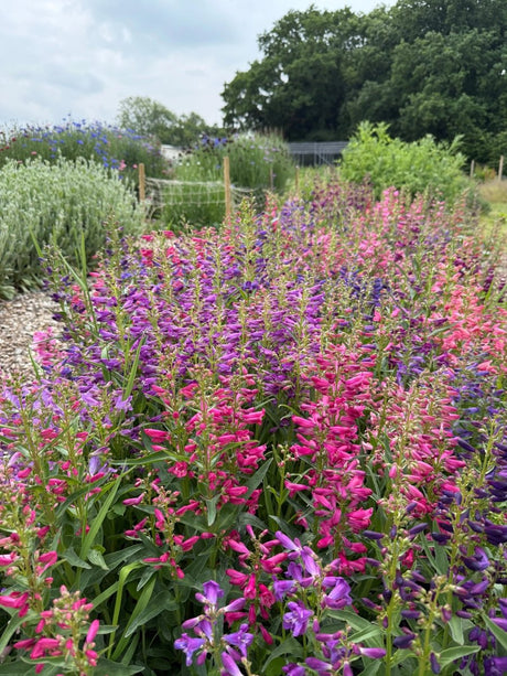 Penstemon Cambridge Mix Seeds - Dandys Landscape Supplies
