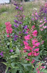Penstemon Cambridge Mix Seeds - Dandys Landscape Supplies
