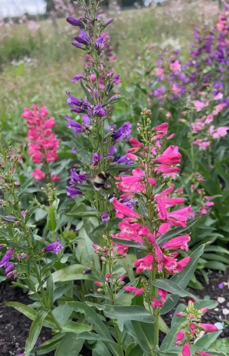 Penstemon Cambridge Mix Seeds - Dandys Landscape Supplies