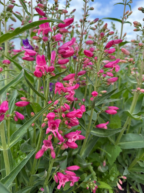 Penstemon Cambridge Mix Seeds - Dandys Landscape Supplies