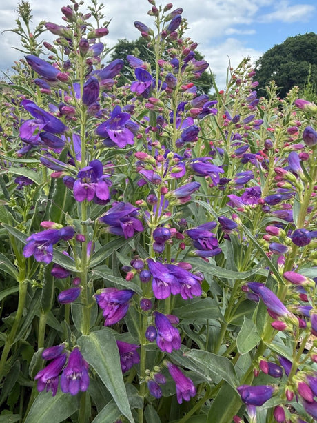 Penstemon Cambridge Mix Seeds - Dandys Landscape Supplies