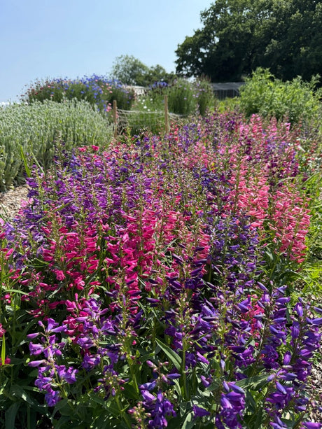 Penstemon Cambridge Mix Seeds - Dandys Landscape Supplies