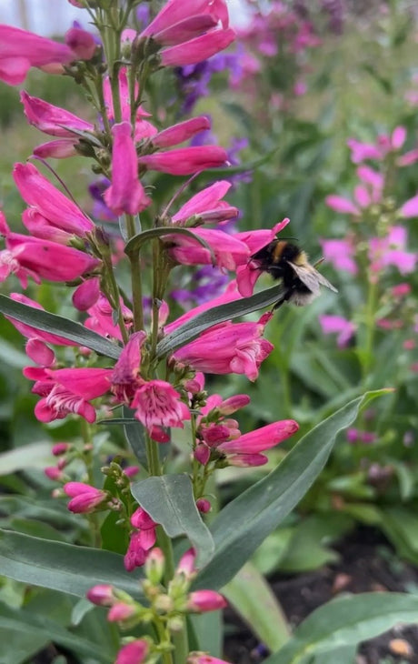 Penstemon Cambridge Mix Seeds - Dandys Landscape Supplies
