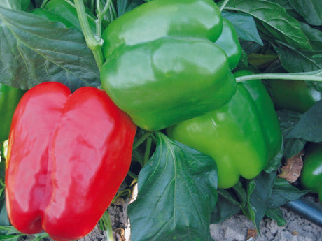 Pepper Plug Plants "Grow Your Own" Fruit **Letterbox Friendly** - Dandys Landscape Supplies