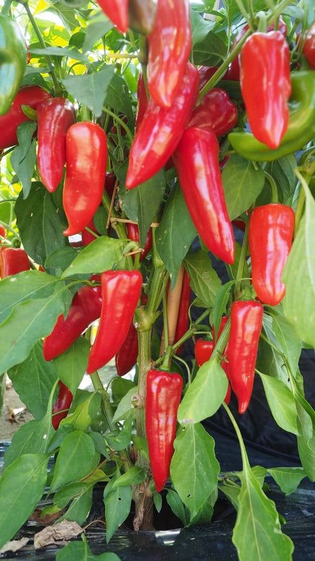 Pepper Red Mini Horn Plug Plants "Grow Your Own" Fruit **Letterbox Friendly** - Dandys Landscape Supplies