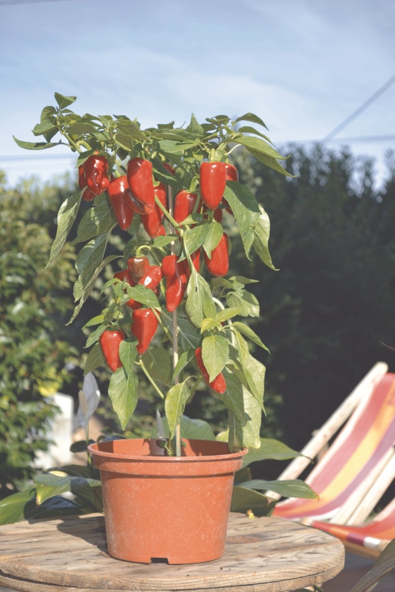 Pepper Red Mini Horn Plug Plants "Grow Your Own" Fruit **Letterbox Friendly** - Dandys Landscape Supplies