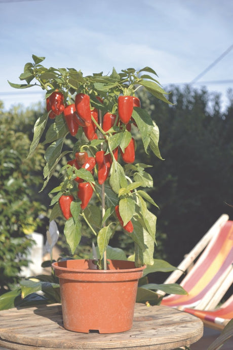 Pepper Red Mini Horn Plug Plants "Grow Your Own" Fruit **Letterbox Friendly** - Dandys Landscape Supplies