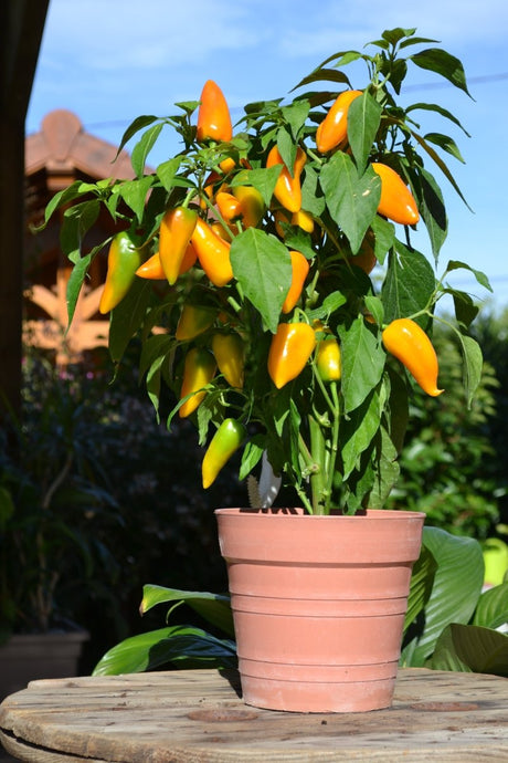 Pepper Sweet Yellow Plug Plants "Grow Your Own" Fruit **Letterbox Friendly** - Dandys Landscape Supplies