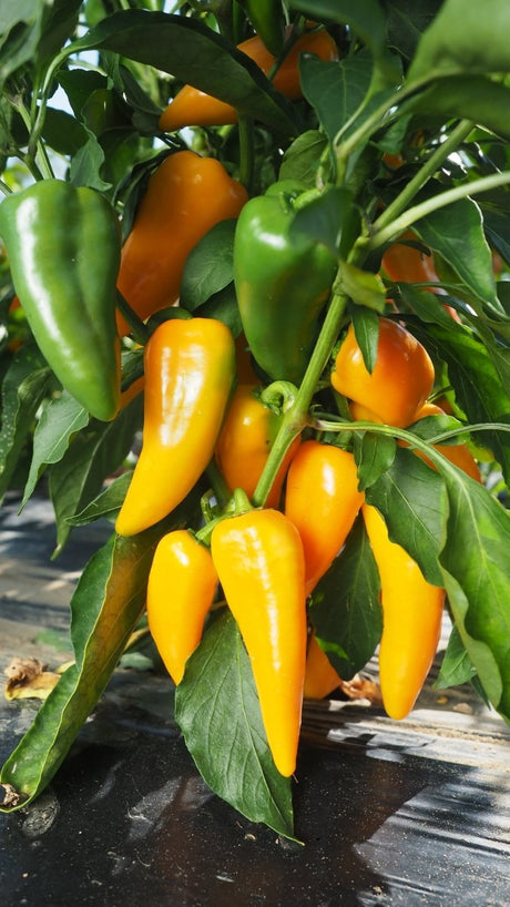 Pepper Sweet Yellow Plug Plants "Grow Your Own" Fruit **Letterbox Friendly** - Dandys Landscape Supplies