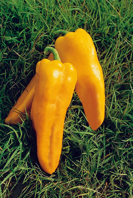 Pepper Sweet Yellow Plug Plants "Grow Your Own" Fruit **Letterbox Friendly** - Dandys Landscape Supplies