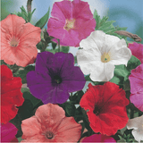 Petunia - Confetti Mixed Flower Seeds - Dandys Landscape Supplies
