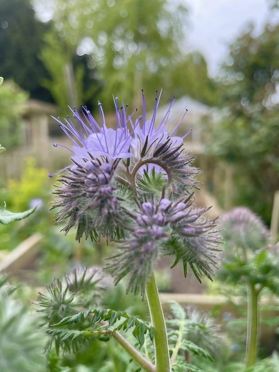 Phacelia tanacetifolia Seeds - Dandys Landscape Supplies