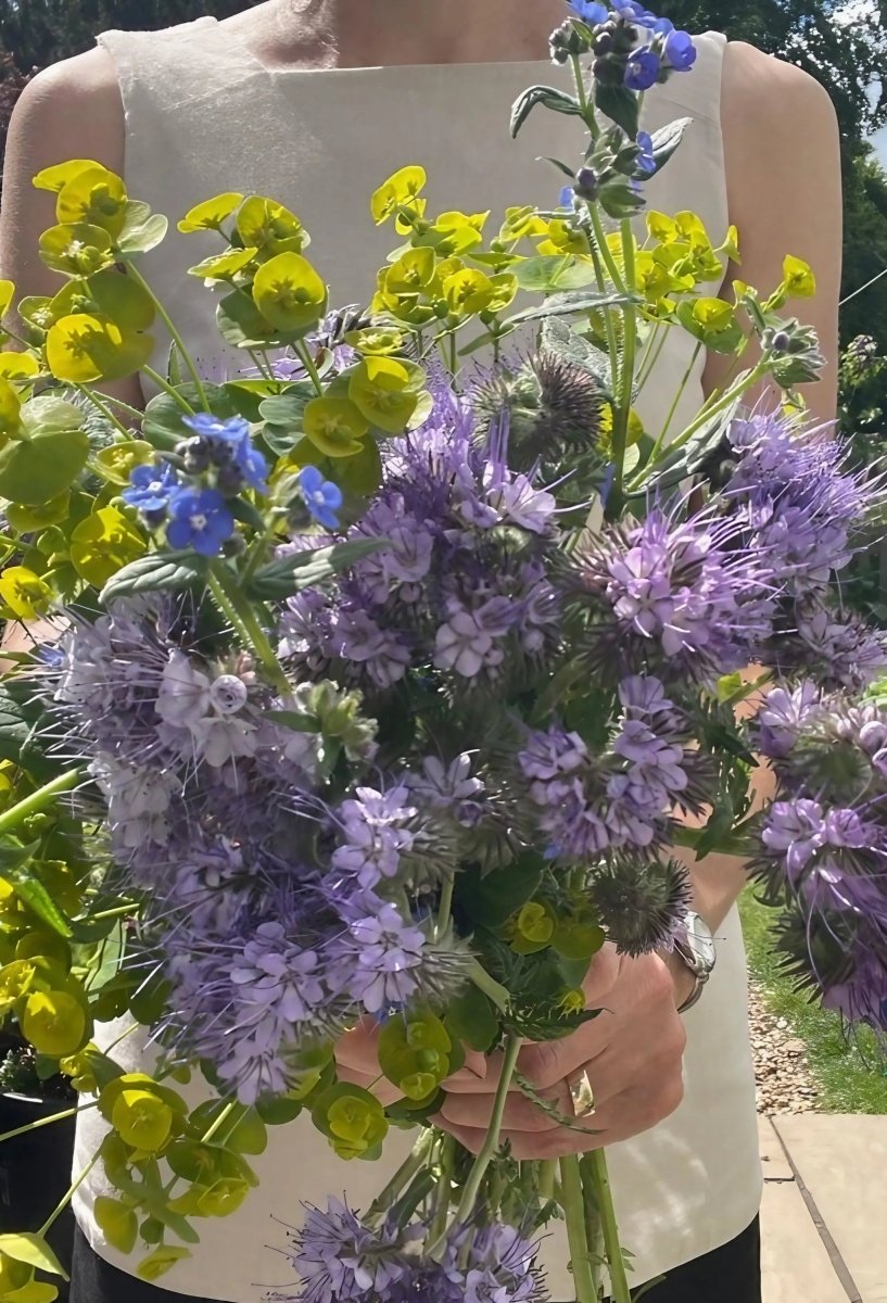 Phacelia tanacetifolia Seeds - Dandys Landscape Supplies