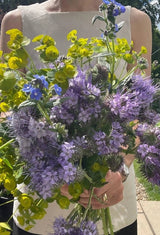 Phacelia tanacetifolia Seeds - Dandys Landscape Supplies