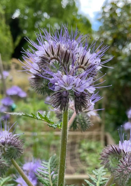 Phacelia tanacetifolia Seeds - Dandys Landscape Supplies