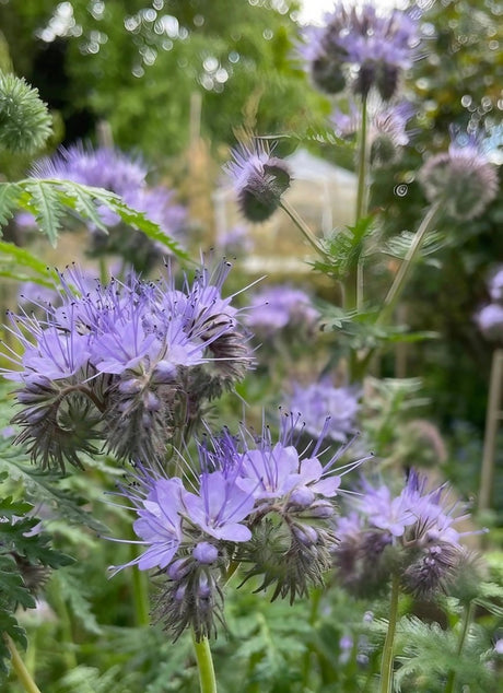 Phacelia tanacetifolia Seeds - Dandys Landscape Supplies