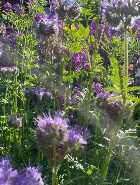 Phacelia tanacetifolia Seeds - Dandys Landscape Supplies