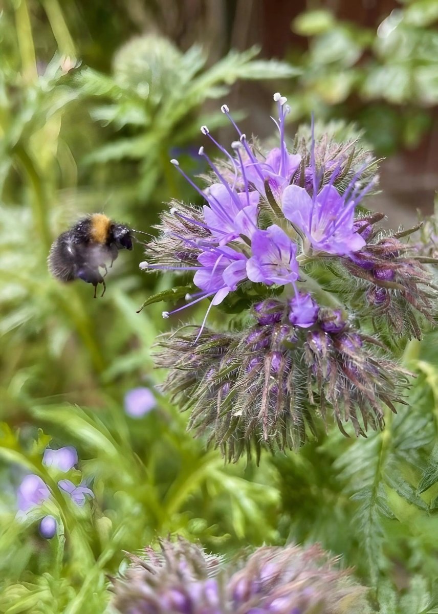 Phacelia tanacetifolia Seeds - Dandys Landscape Supplies