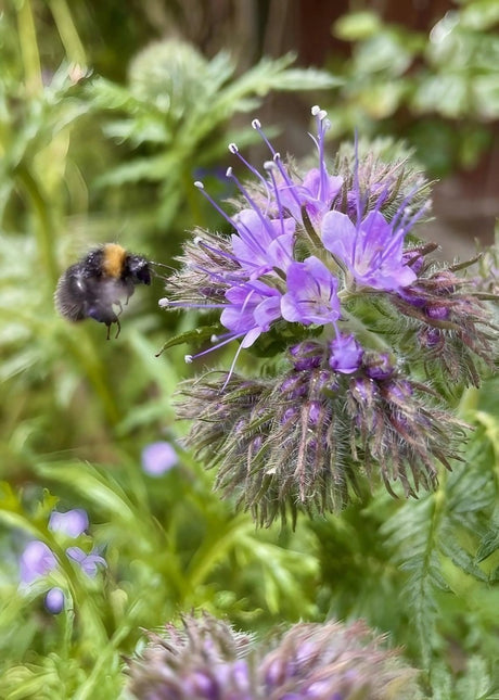 Phacelia tanacetifolia Seeds - Dandys Landscape Supplies
