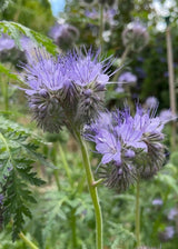 Phacelia tanacetifolia Seeds - Dandys Landscape Supplies