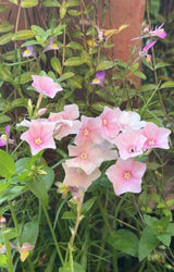 Phlox Blushing Bride - Dandys Landscape Supplies