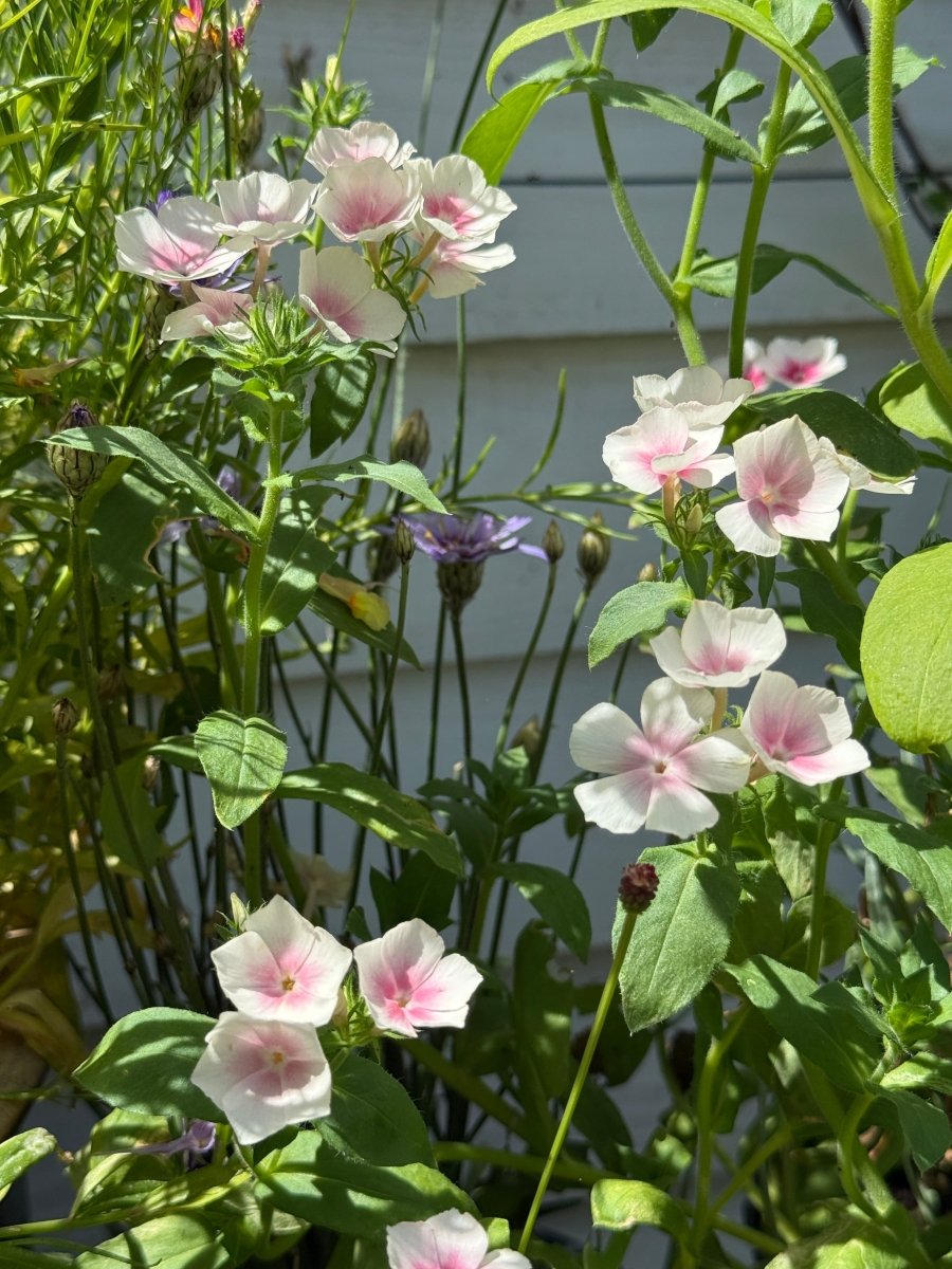 Phlox Blushing Bride - Dandys Landscape Supplies