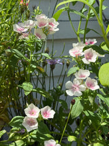 Phlox Blushing Bride - Dandys Landscape Supplies