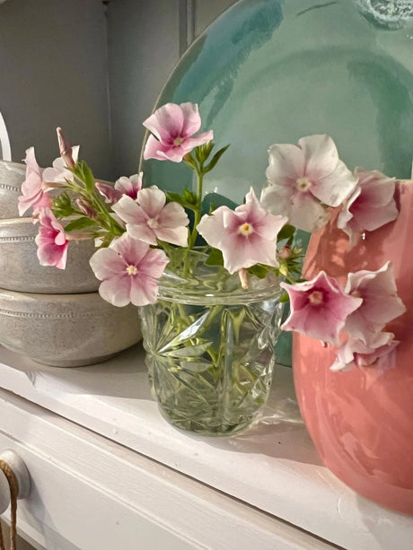 Phlox Blushing Bride - Dandys Landscape Supplies
