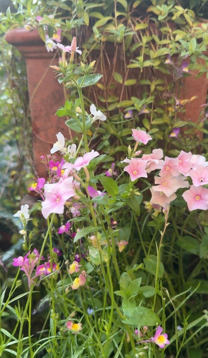 Phlox Blushing Bride - Dandys Landscape Supplies