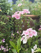 Phlox Blushing Bride - Dandys Landscape Supplies