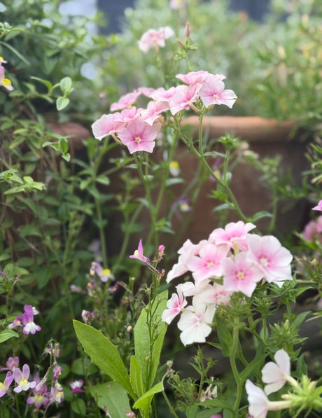Phlox Blushing Bride - Dandys Landscape Supplies